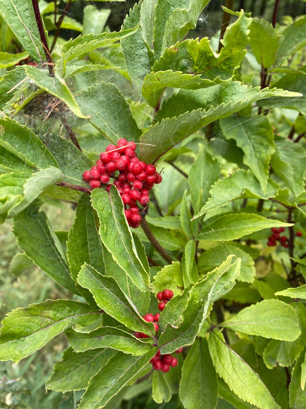 Sambuco rosso 19