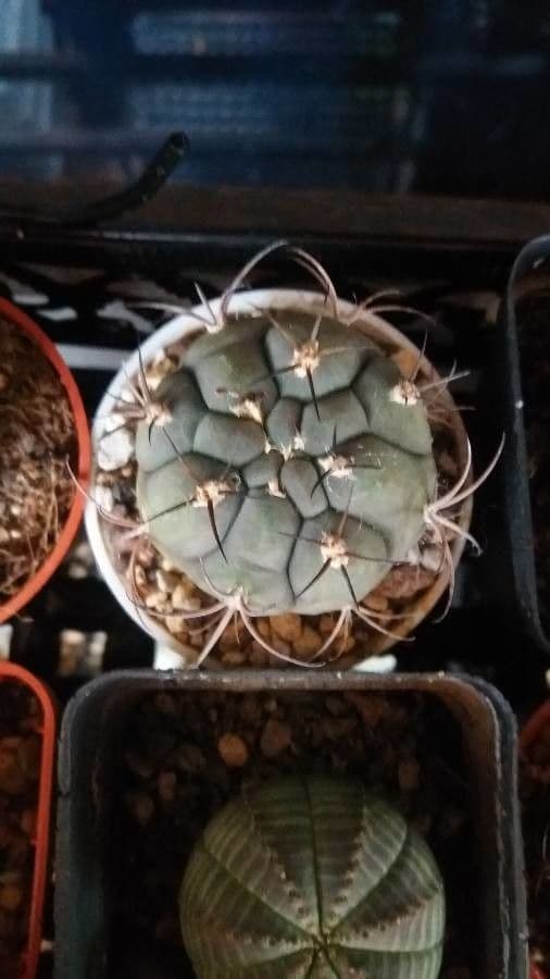 Gymnocalycium 6
