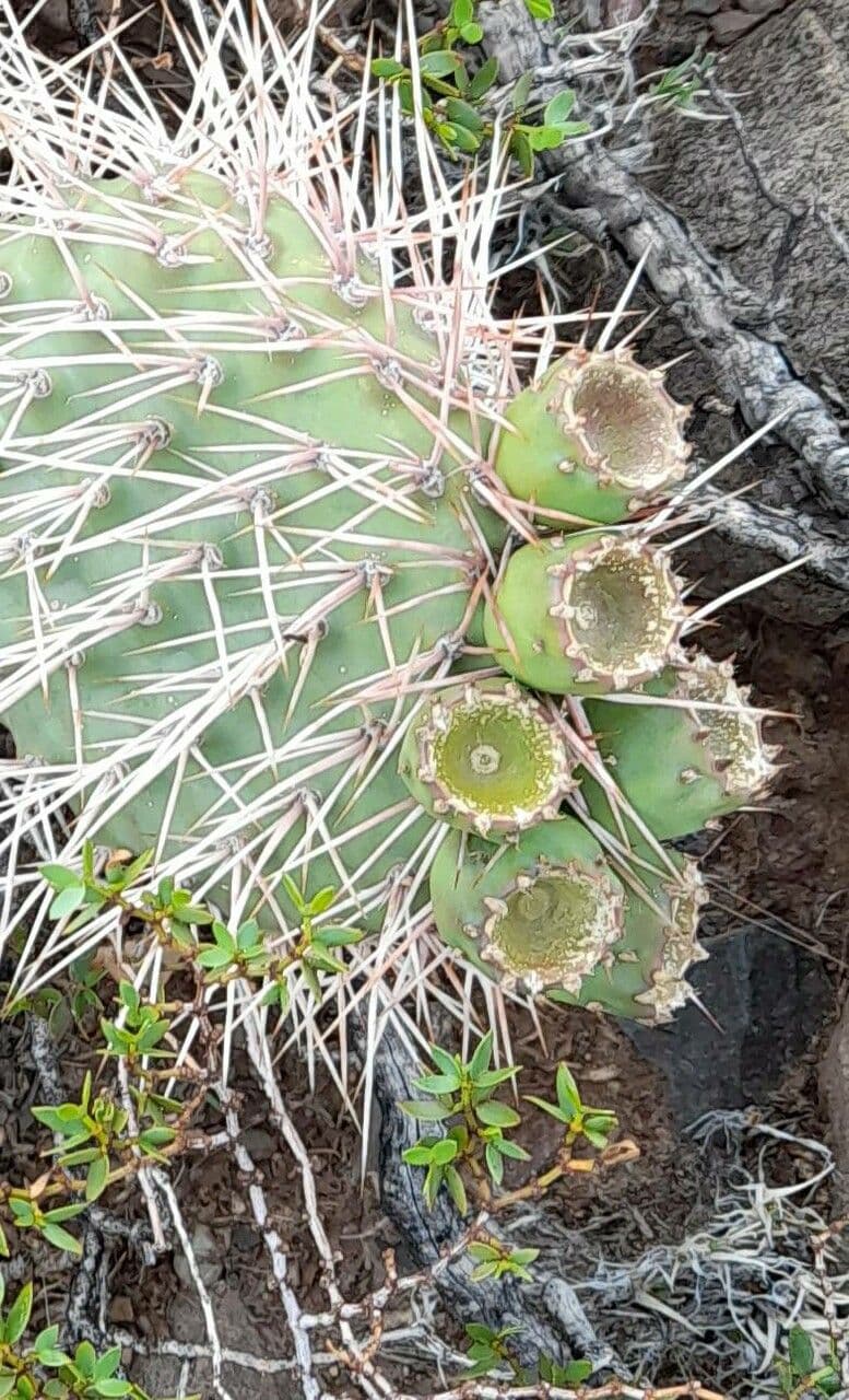 Prickly Pear 18