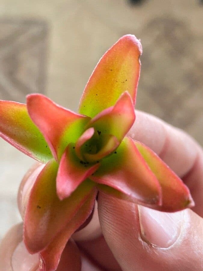 Vriesea eliconioide 15