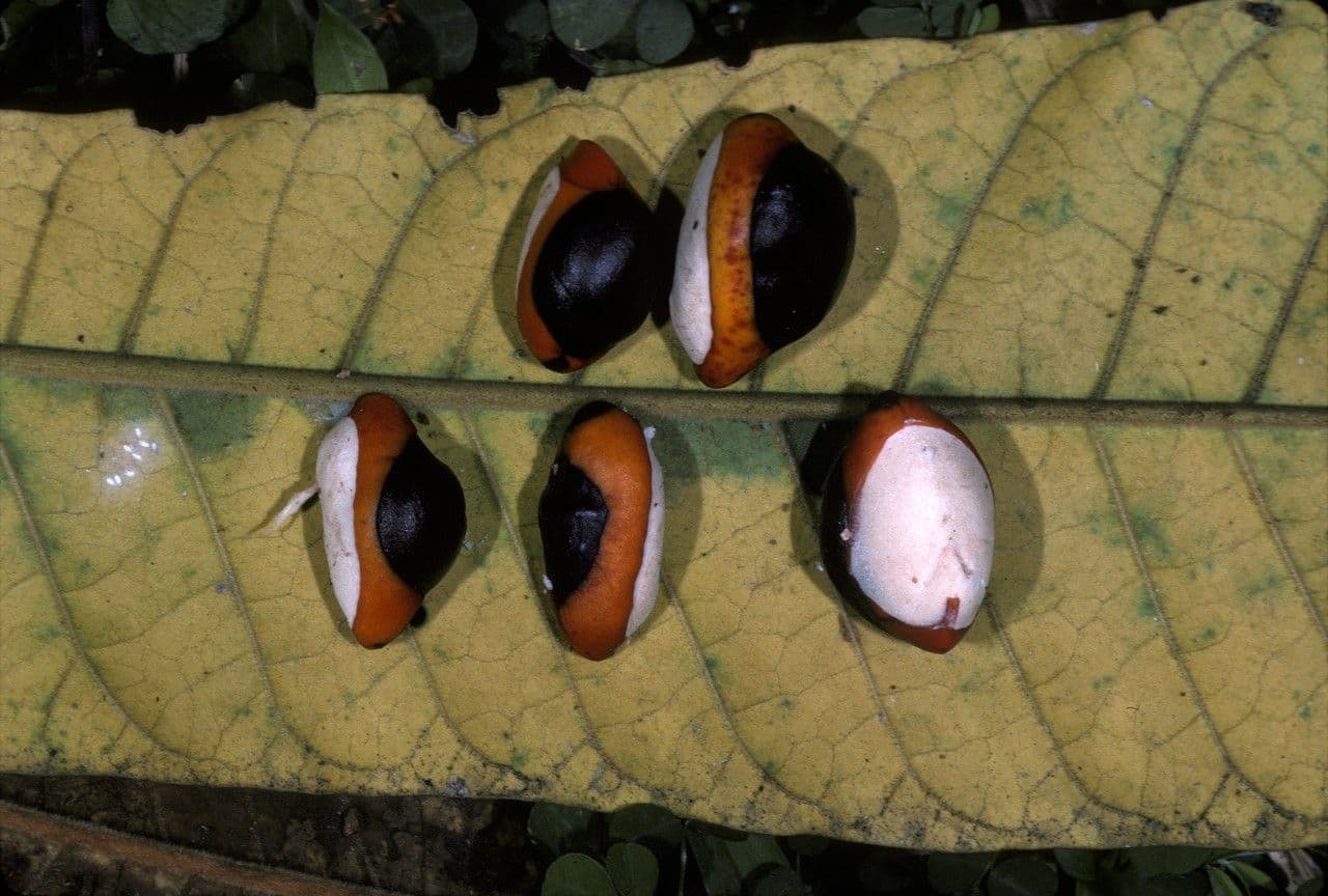 Dysoxylum 2