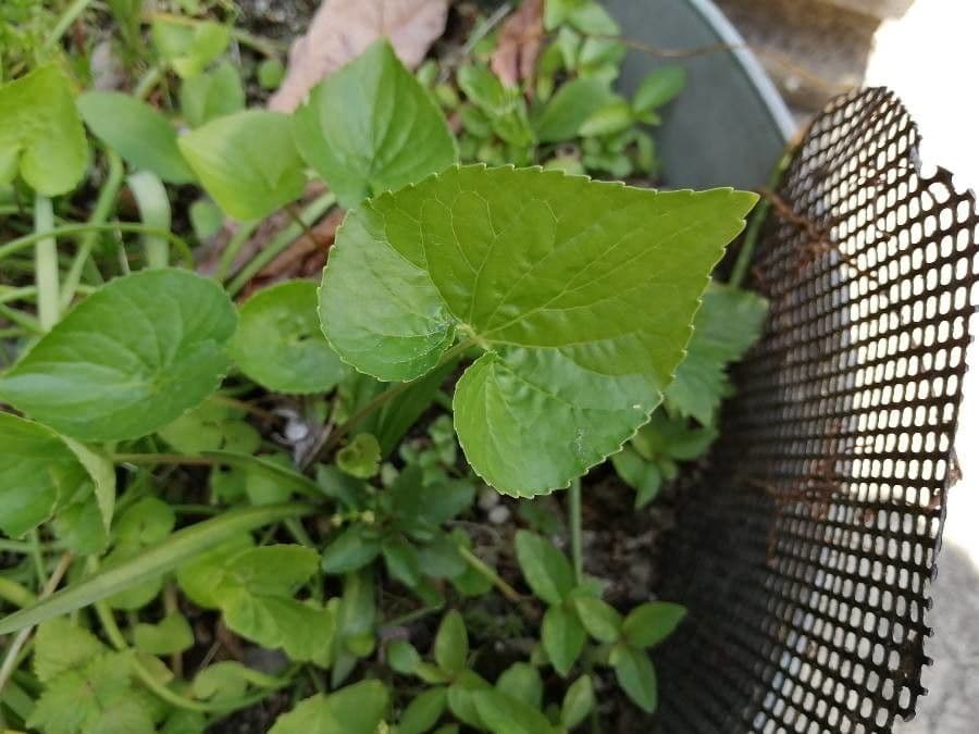 Centella asiatica 13