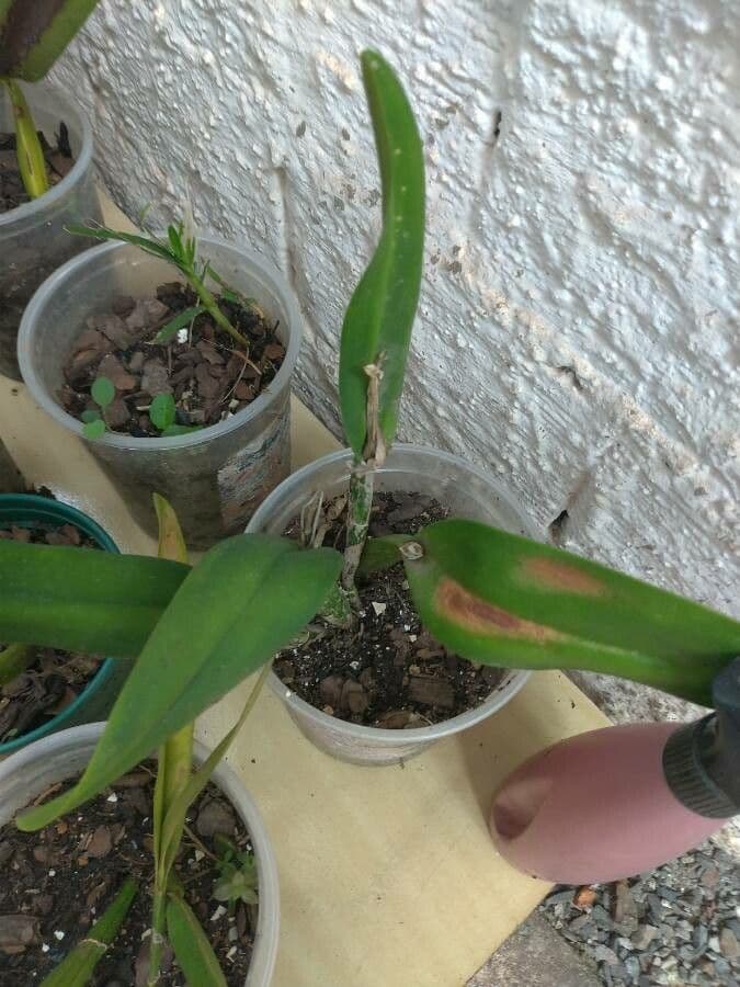 Epidendrum ciliato 14