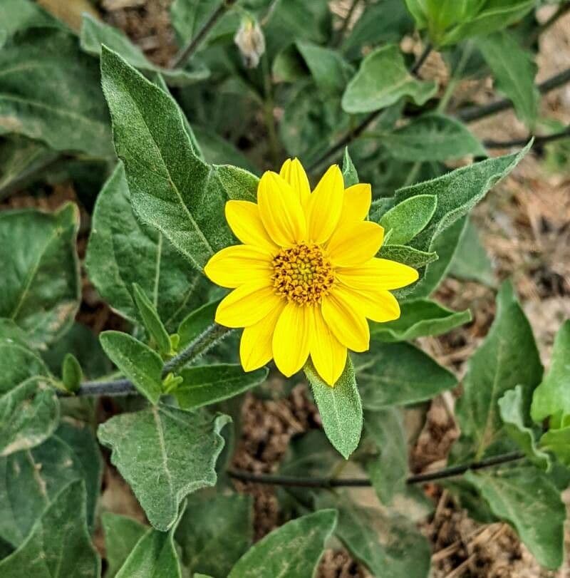 Girasole nano 3
