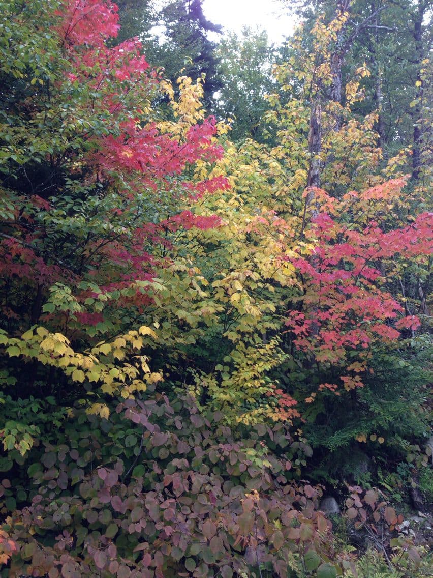 Striped maple 13