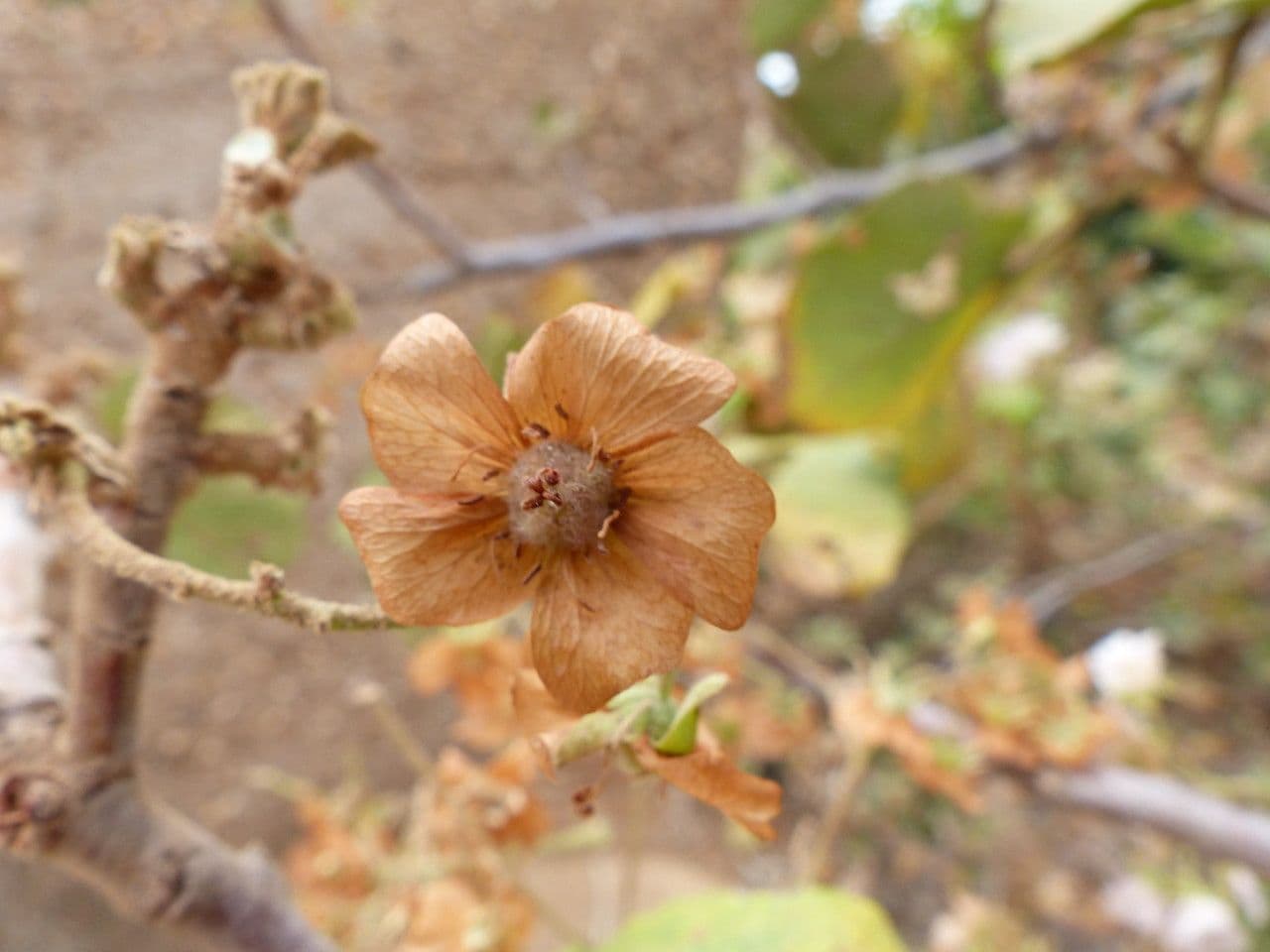 Rundblättrige Dombeya 3