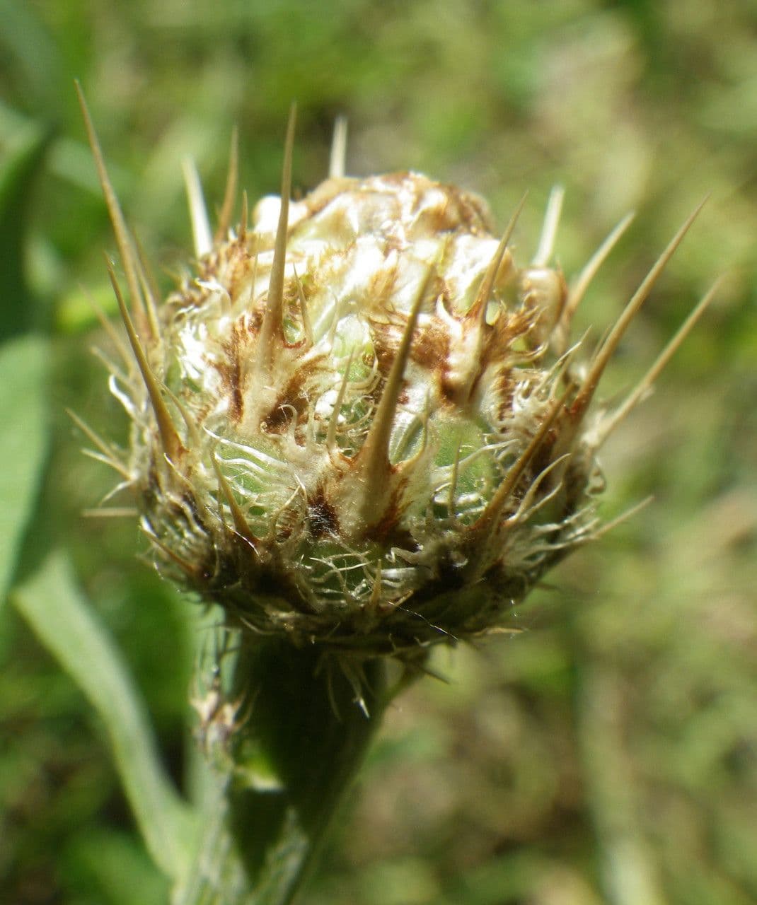 Sedmikráska 8