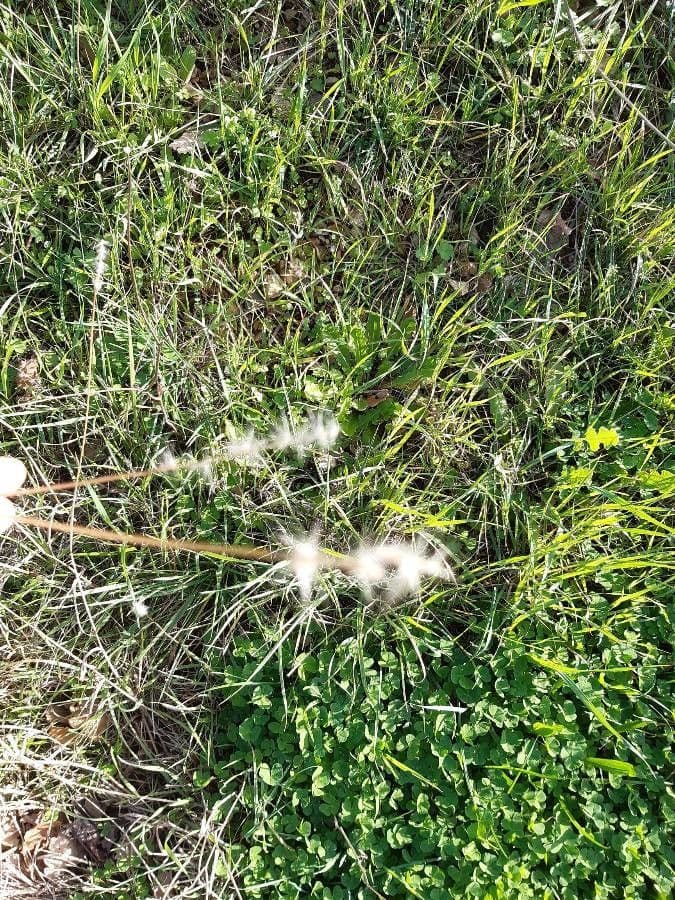 Bothriochloa cukrowa