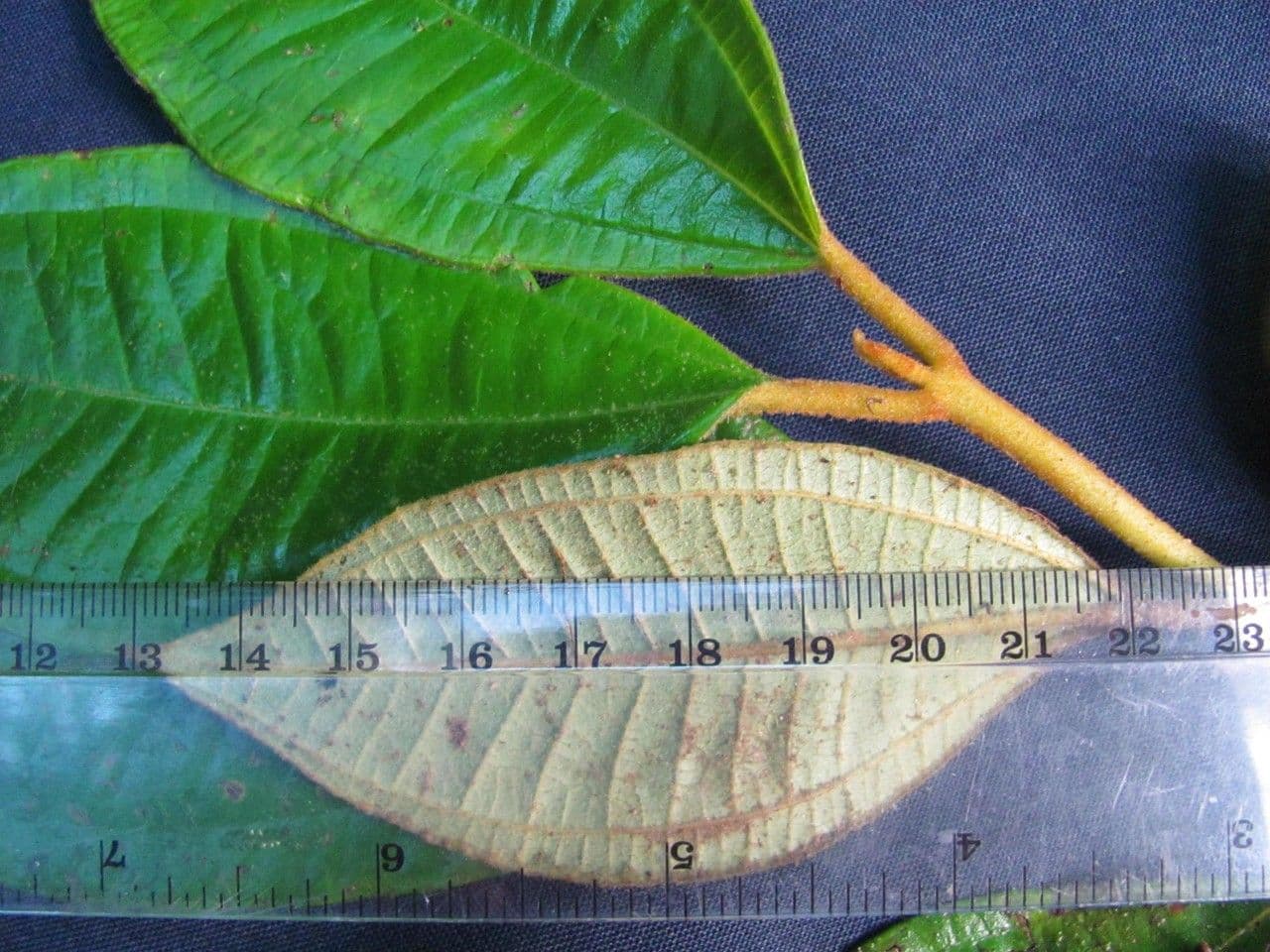 Miconia 3