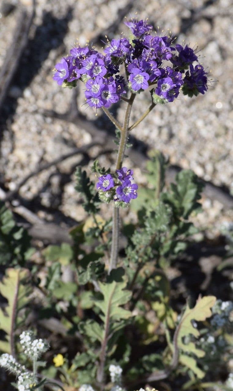 Facelia crenulata 9