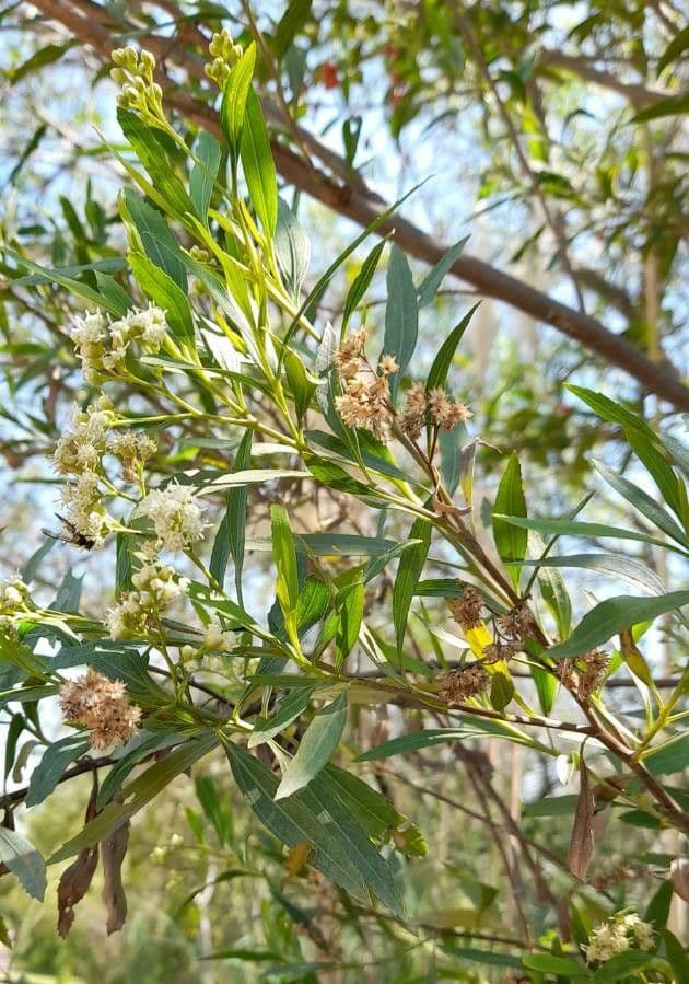 Emorys Baccharis 8