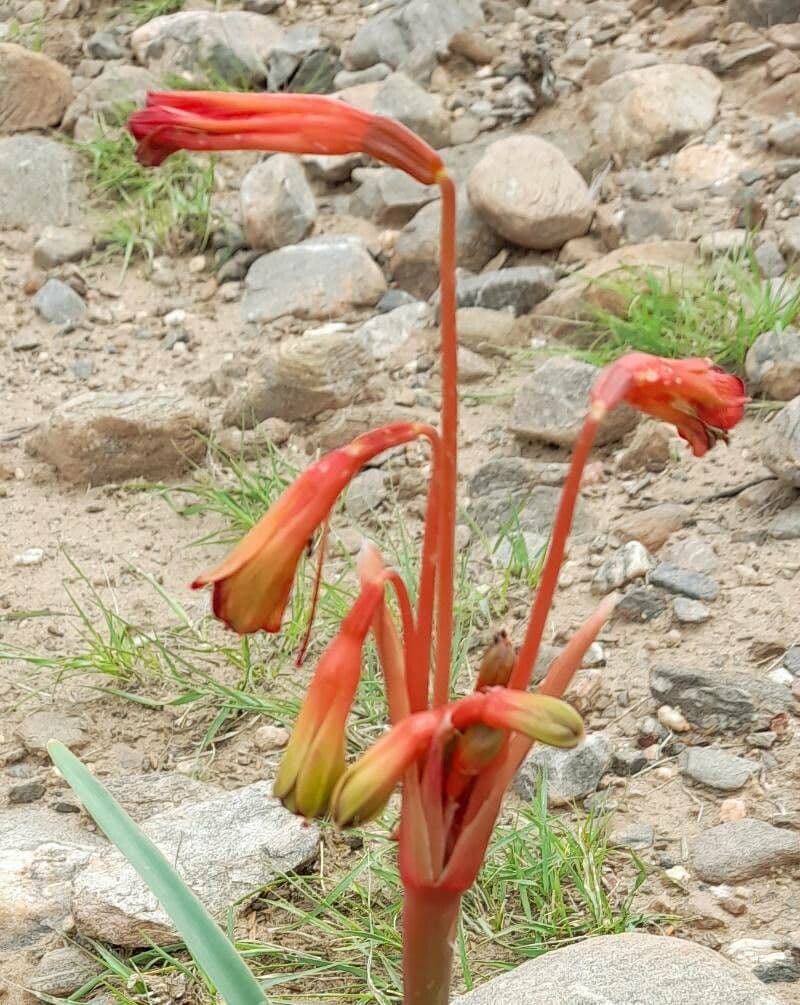 Hieronymiella argentina 2