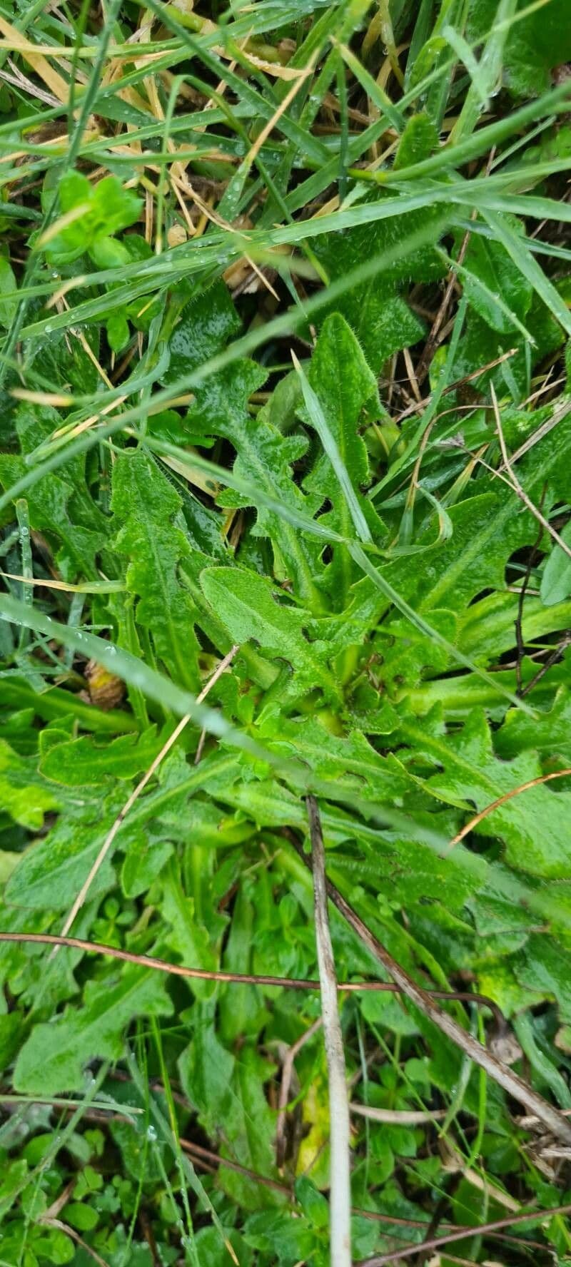 Radicchiella autunnale 17