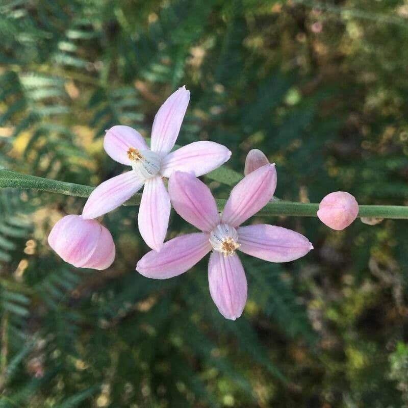 Eriostemon australasius