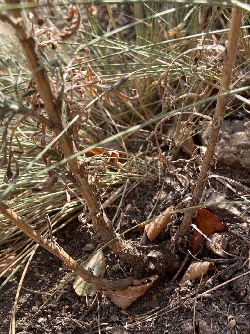 Centaurée paniculée 22