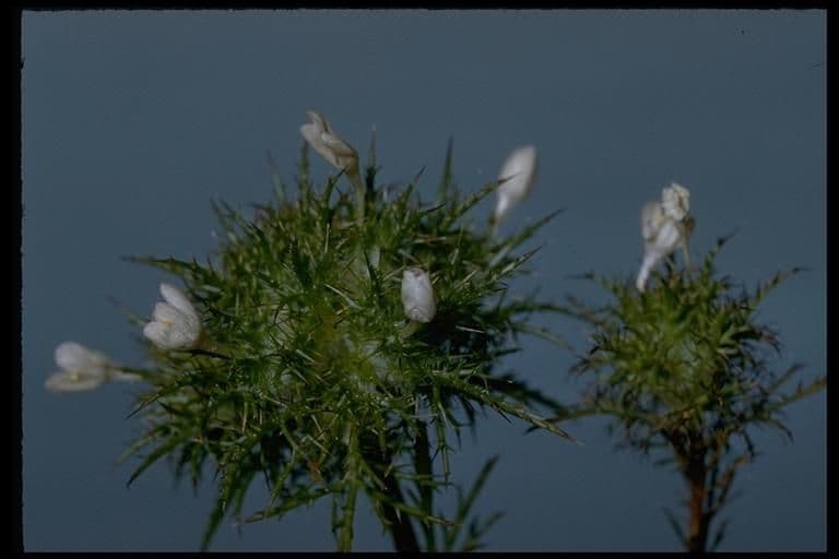 Navarretia 3