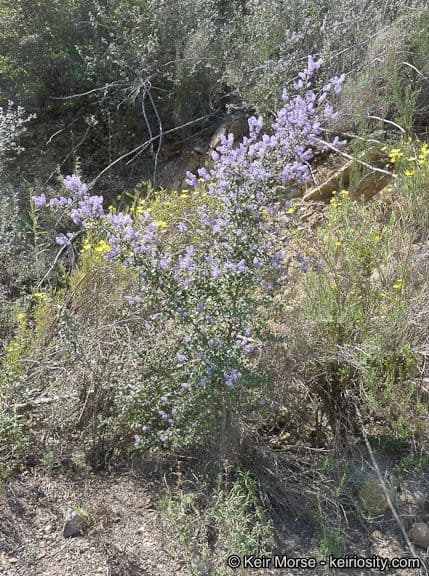 Behaarter Ceanothus 11