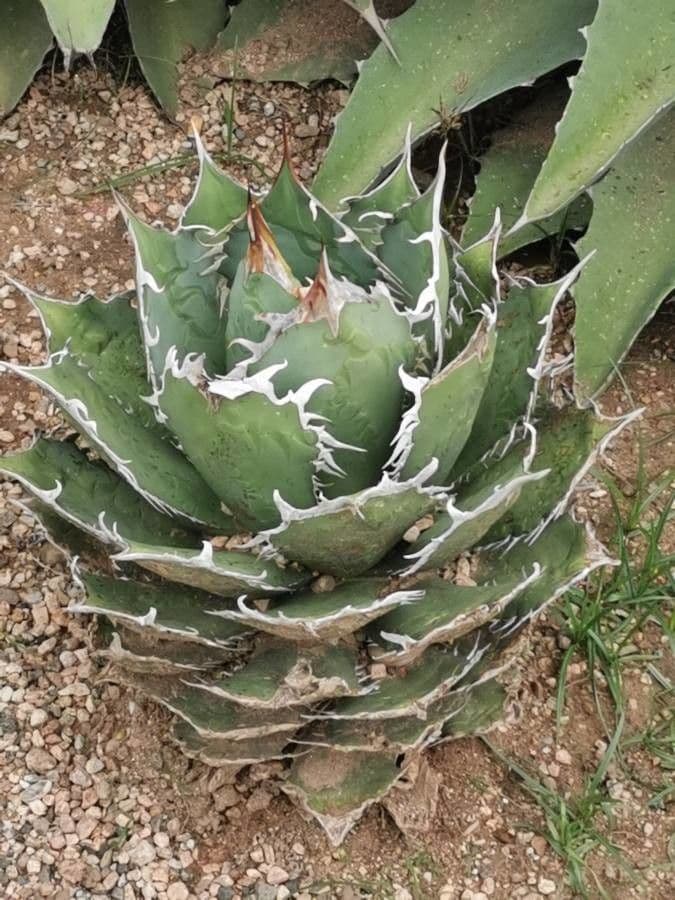 Agave