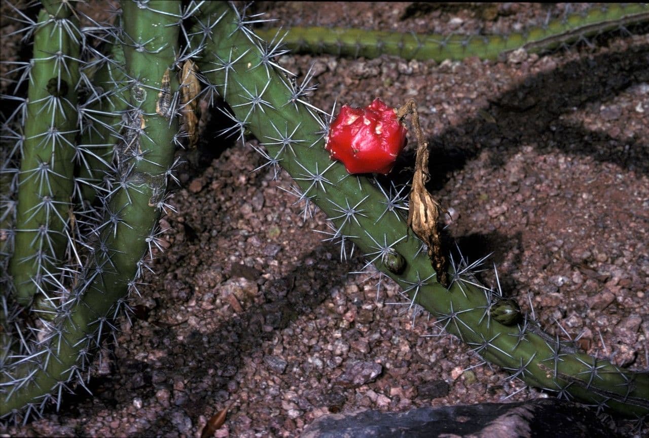 Cactus Regina della notte 2