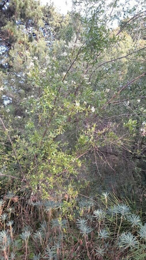 Bursaria spinosa 8
