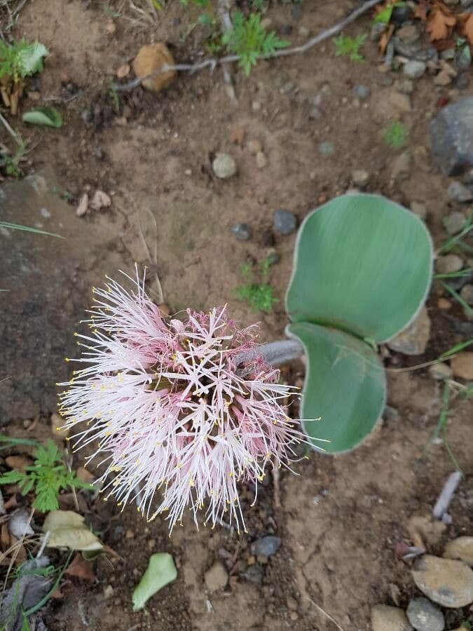 Aglio 2
