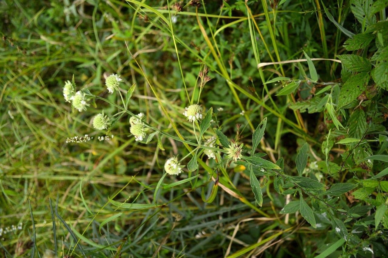 Hyptis alata 9