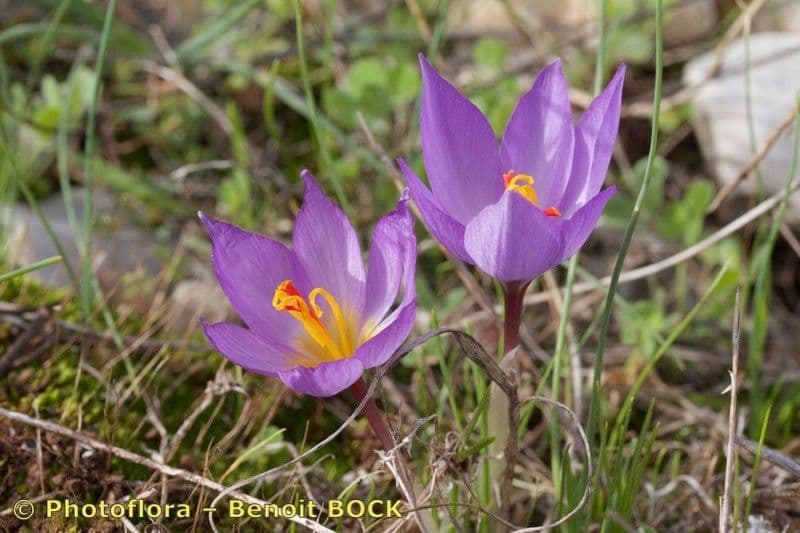 Krokus 9