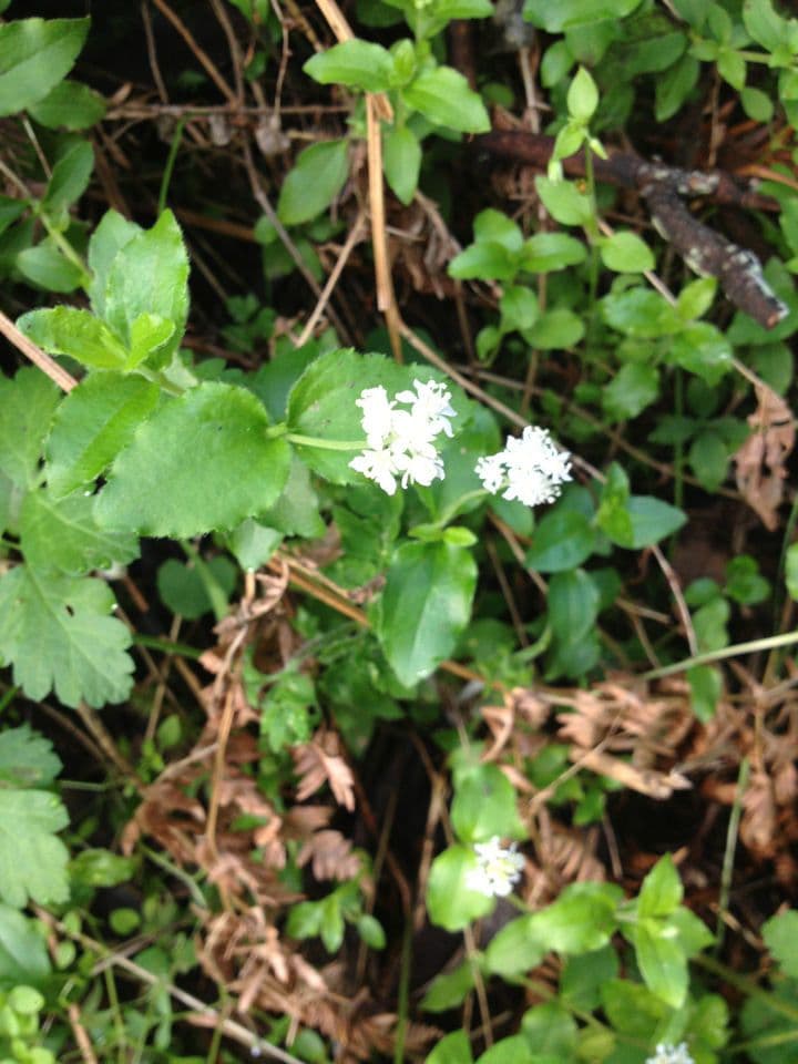 Whipplea modesta 11