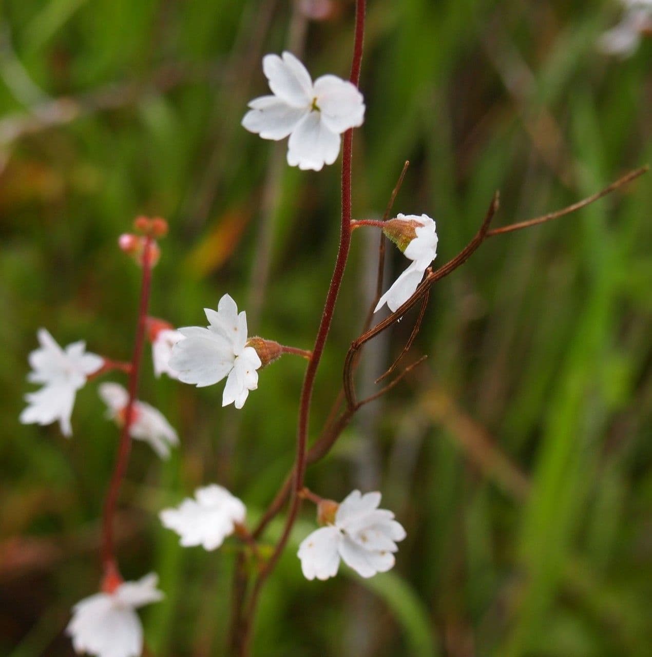 Lithophragma affine 6