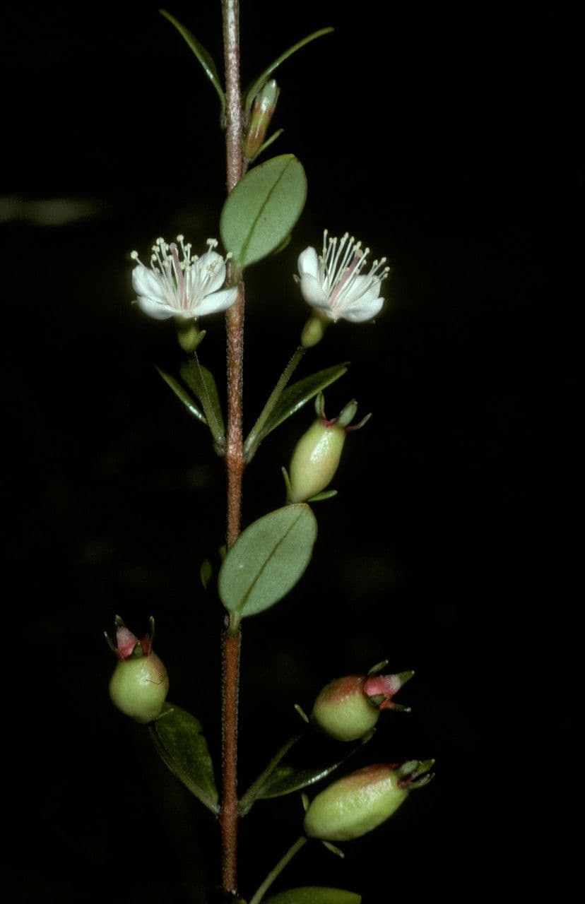 Myrteola nummularia 2