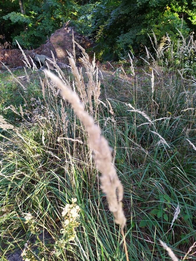 Třtina křovištní 17