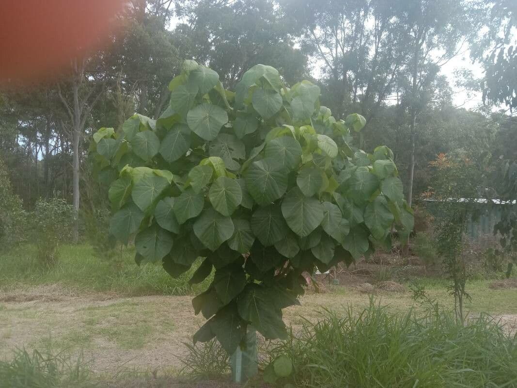 Macaranga 10
