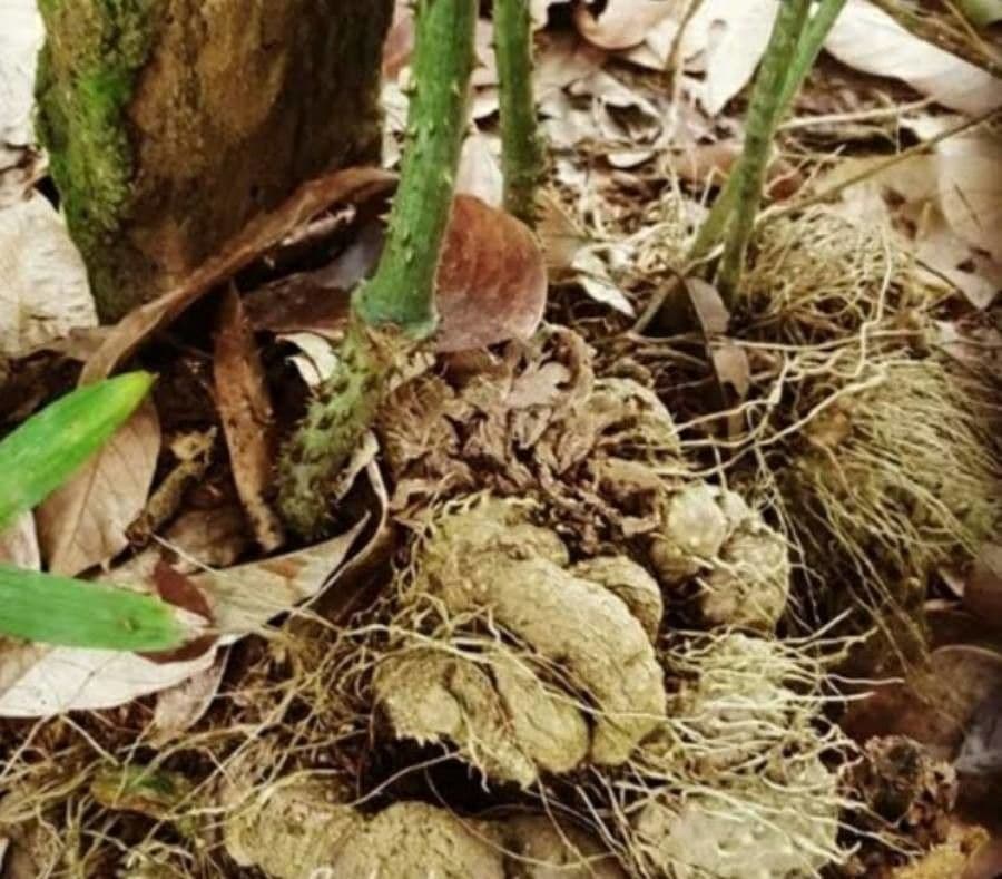 Dioscorea hispida 6