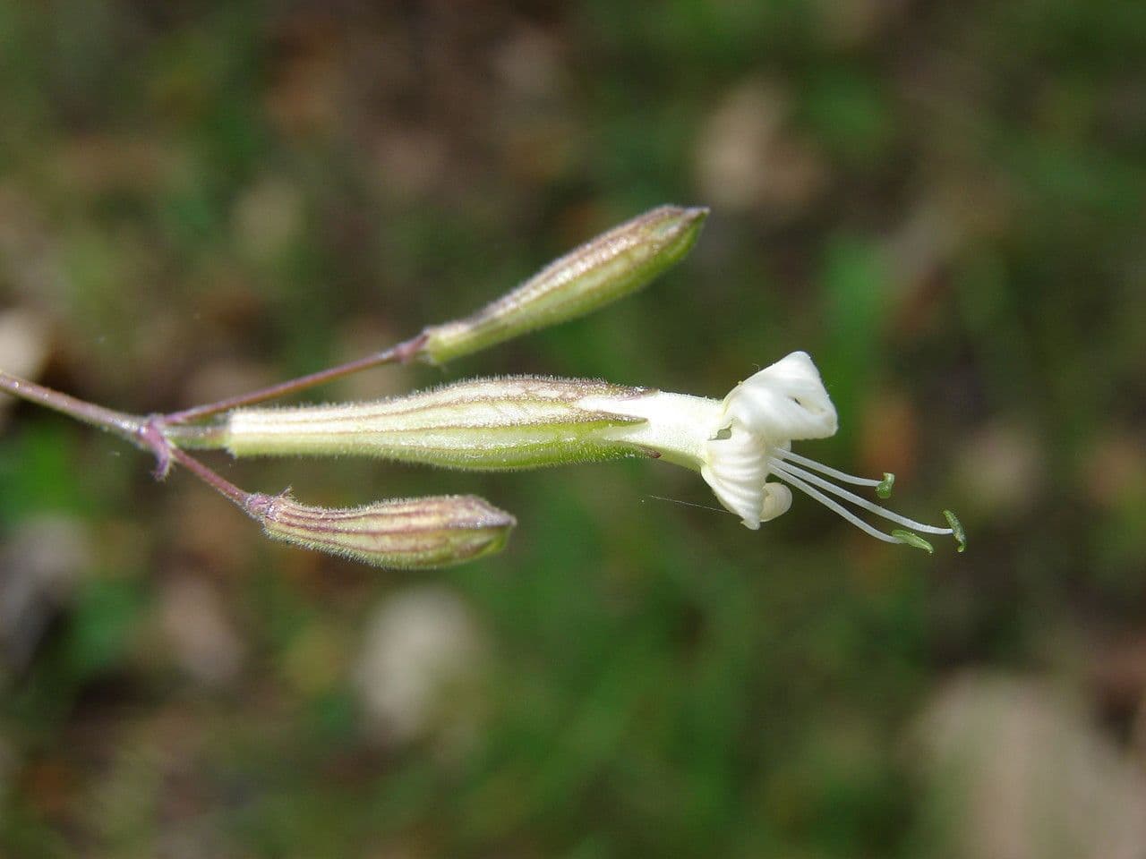 Silene italiana 7