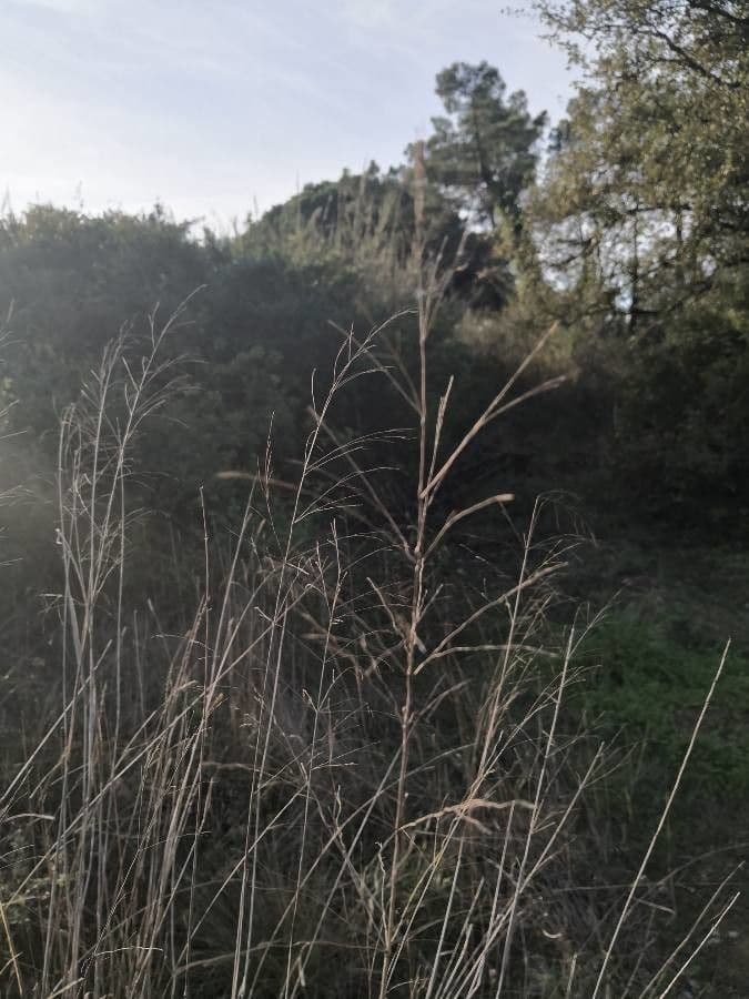 Proso prutnaté 18