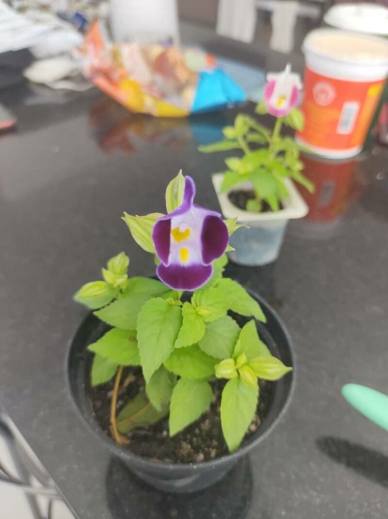 Torenia
