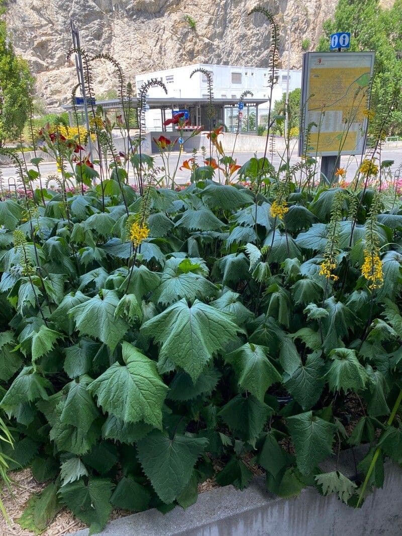 Ligularia 11