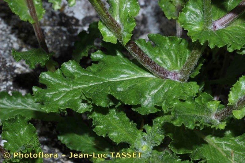 Senecio 11