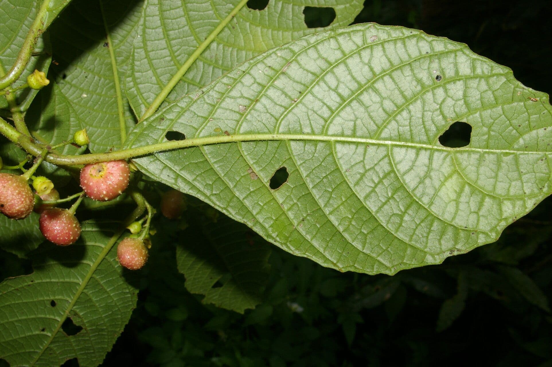 Siparuna thecaphora 8