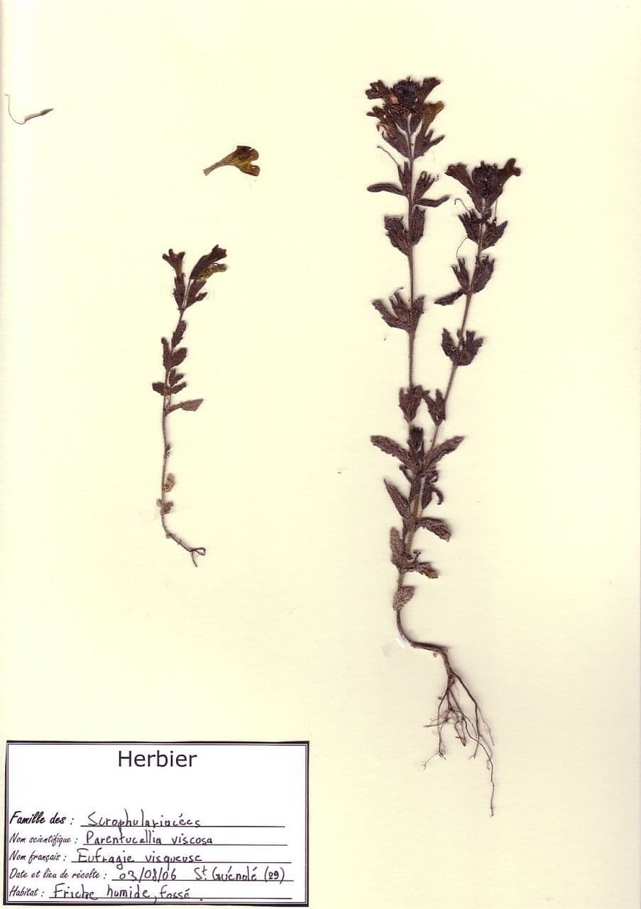 Speronella viscosa 26