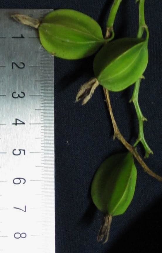 Prosthechea 2