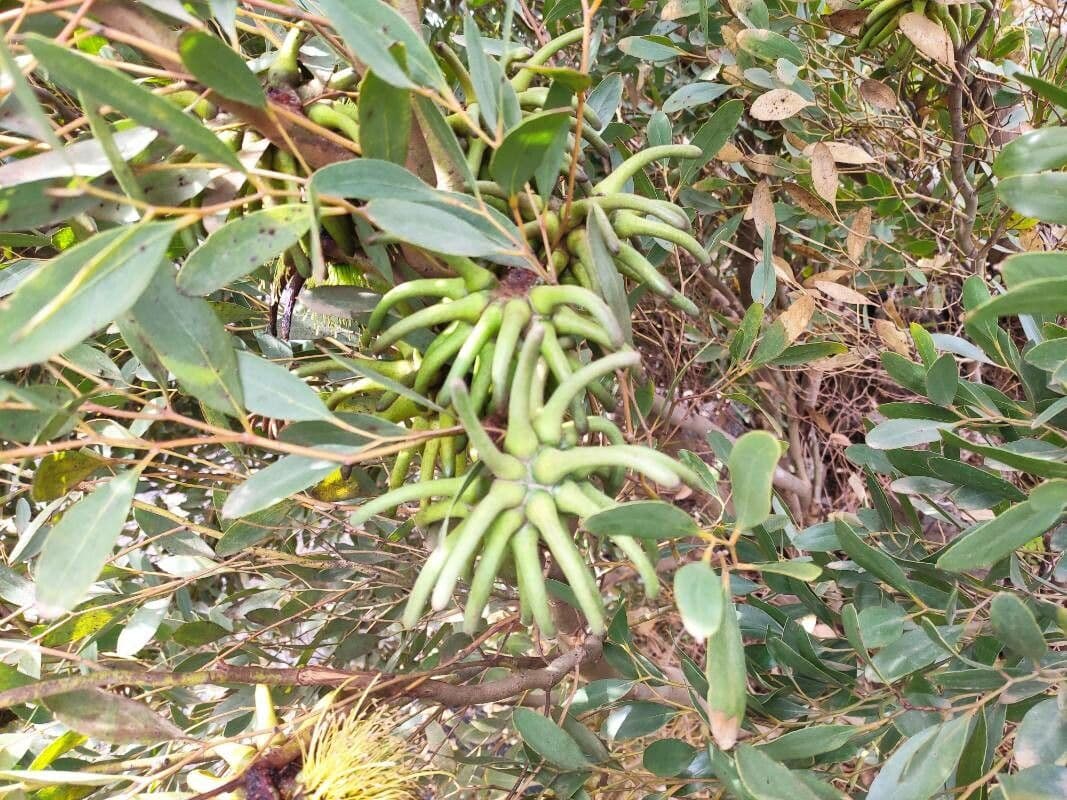 Lehmann-Eukalyptus