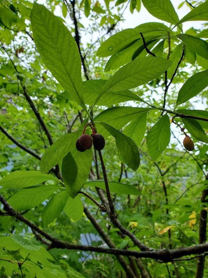 Oemleria cerasiformis 7