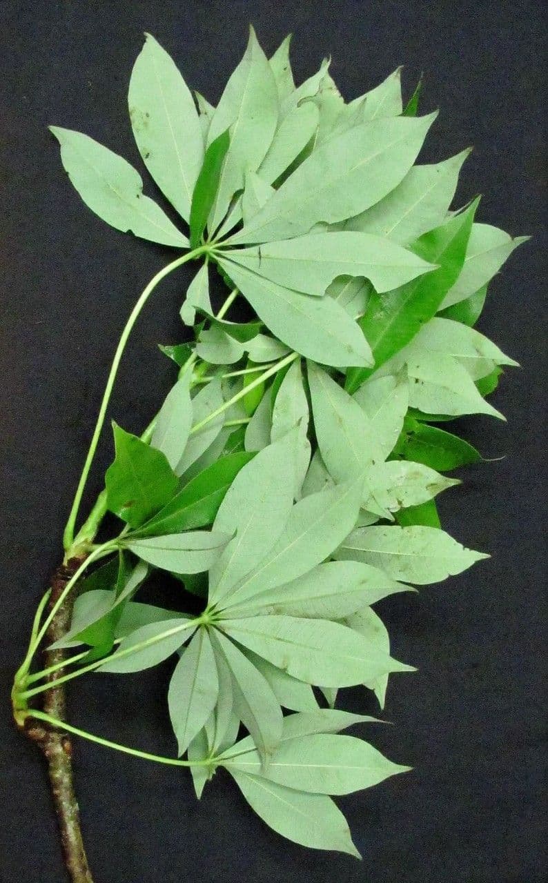 Spirotheca 28
