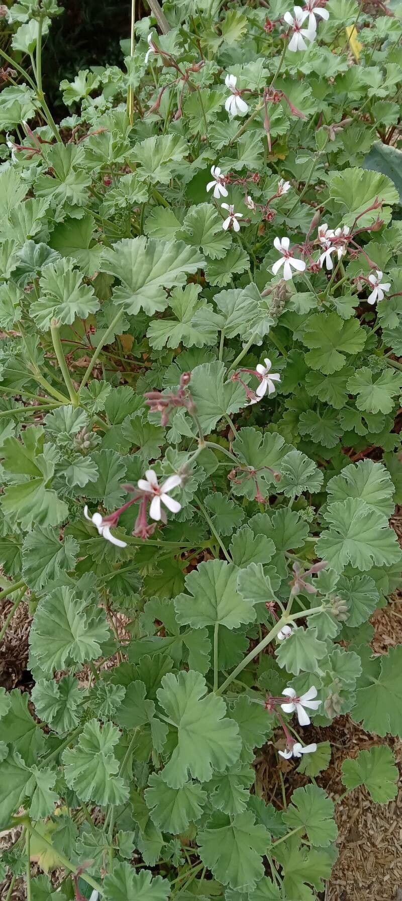 Geranium 6