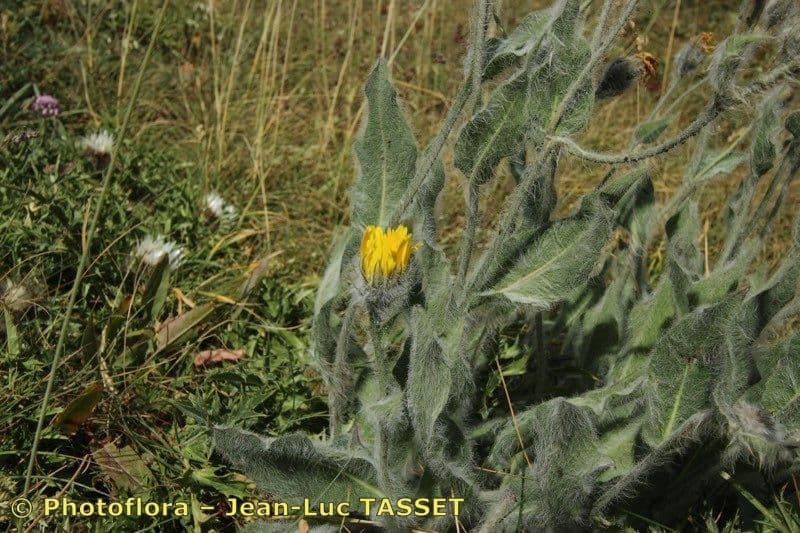 Hieracium 6