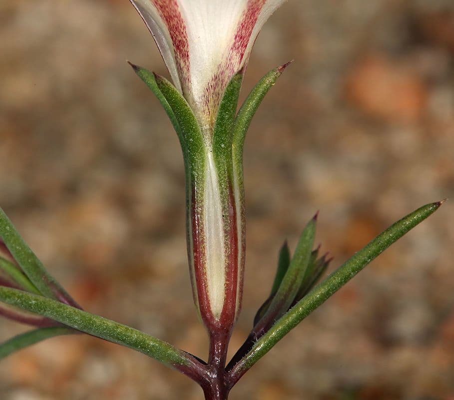 Linanthus 11