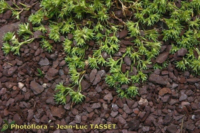 Scleranthus 20