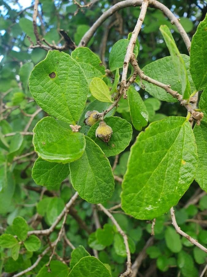Cordia