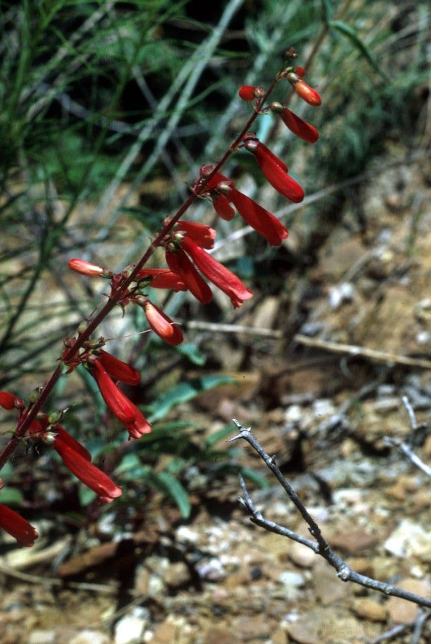 Penstemon utański